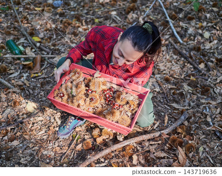 young woman foraging and picking chestnuts in an autumn forest. young woman foraging and picking chestnuts in an autumn forest. 143719636