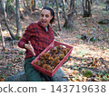 young woman foraging and picking chestnuts in an autumn forest. 143719638