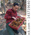 young woman foraging and picking chestnuts in an autumn forest. 143719640