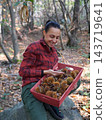 young woman foraging and picking chestnuts in an autumn forest. 143719641
