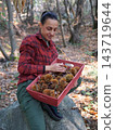 young woman foraging and picking chestnuts in an autumn forest. 143719644