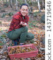 young woman foraging and picking chestnuts in an autumn forest. 143719646