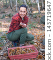 young woman foraging and picking chestnuts in an autumn forest. 143719647