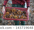 young woman foraging and picking chestnuts in an autumn forest. 143719648