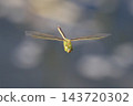 A flying dragonfly in the Yanbaru forest. 143720302