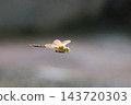 A flying dragonfly in the Yanbaru forest. 143720303