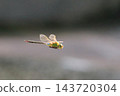 A flying dragonfly in the Yanbaru forest. 143720304