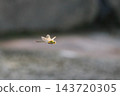A flying dragonfly in the Yanbaru forest. 143720305