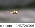 A flying dragonfly in the Yanbaru forest. 143720306