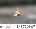 A flying dragonfly in the Yanbaru forest. 143720307