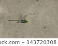 A flying dragonfly in the Yanbaru forest. 143720308
