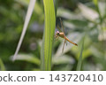 A newly emerged scarlet dragonfly in the Yanbaru forest. 143720410