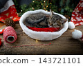 Christmas cat. Little funny kitten 143721101