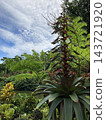 Bromeliads and tree ferns blooming in a tropical botanical garden 143721920