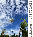 Blue sky with cirrocumulus clouds and a dracaena 143721921