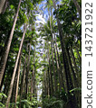 Looking up at the rows of palm trees 143721922