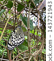A newly emerged Great Mormon butterfly and its exuviae. 143721943