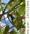 Large white butterfly larva and golden pupa 143721944