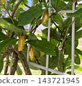 A golden pupa of the Great Mormon butterfly attached to a Mirror plant. 143721945