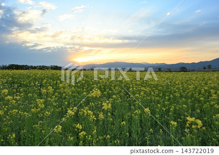 一片油菜花田橫跨福島潟湖和飯出山脈(新潟縣新潟市北區) 一片油菜花田橫跨福島潟湖和飯出山脈(新潟縣新潟市北區) 143722019