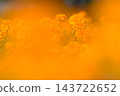 萬壽菊 萬壽菊 143722652