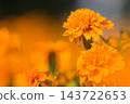 萬壽菊 萬壽菊 143722653