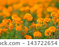 萬壽菊 萬壽菊 143722654