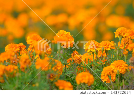 萬壽菊 萬壽菊 143722654