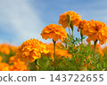 萬壽菊 萬壽菊 143722655
