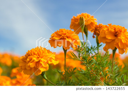 萬壽菊 萬壽菊 143722655
