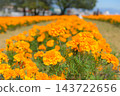 萬壽菊 萬壽菊 143722656