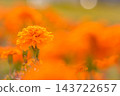 萬壽菊 萬壽菊 143722657