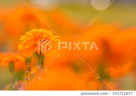 萬壽菊 萬壽菊 143722657