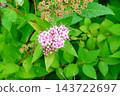 繡線菊 143722697