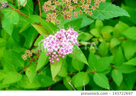 繡線菊 繡線菊 143722697