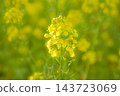 一片最美的油菜花田 143723069
