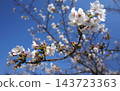 Cherry blossoms stand out against the blue sky. 143723363