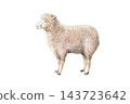 A watercolor illustration of a beige sheep. 143723642