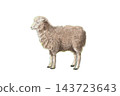A watercolor illustration of a brown sheep 143723643
