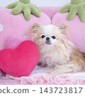 A pink strawberry sofa and a Chihuahua 143723817