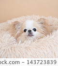 A Chihuahua in a beige bag and bed. 143723839