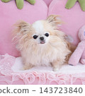A pink strawberry sofa and a Chihuahua 143723840
