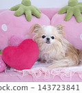 A pink strawberry sofa and a Chihuahua 143723841