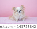 A sitting brown Chihuahua 143723842