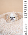 A Chihuahua in a beige bag and bed. 143723843