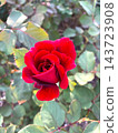 A crimson rose that shines in the blue sky 143723908