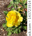 A rose with a striking yellow hue. 143723914