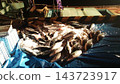 Yellowtail caught at the fishing port 143723917