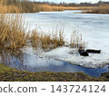 Frozen pond surrounded by dry grass 143724124