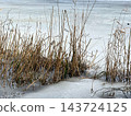 Dry reeds on frozen lake in winter 143724125